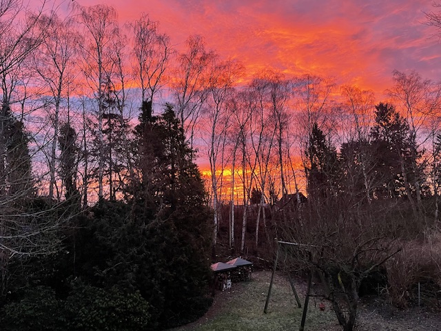 Have og træer under farverig solnedgang